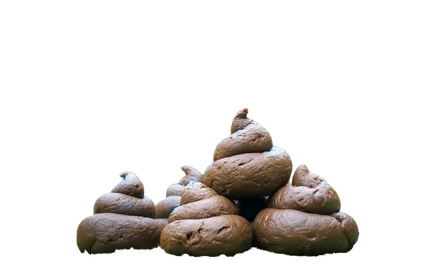 traced-fester-hundekot-1-1024x658