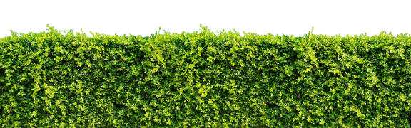 gruene-hecke