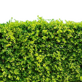 gruene-hecke